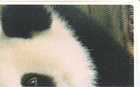 Rewe WWF Tier-Abenteuer 2011 - Nr. 156